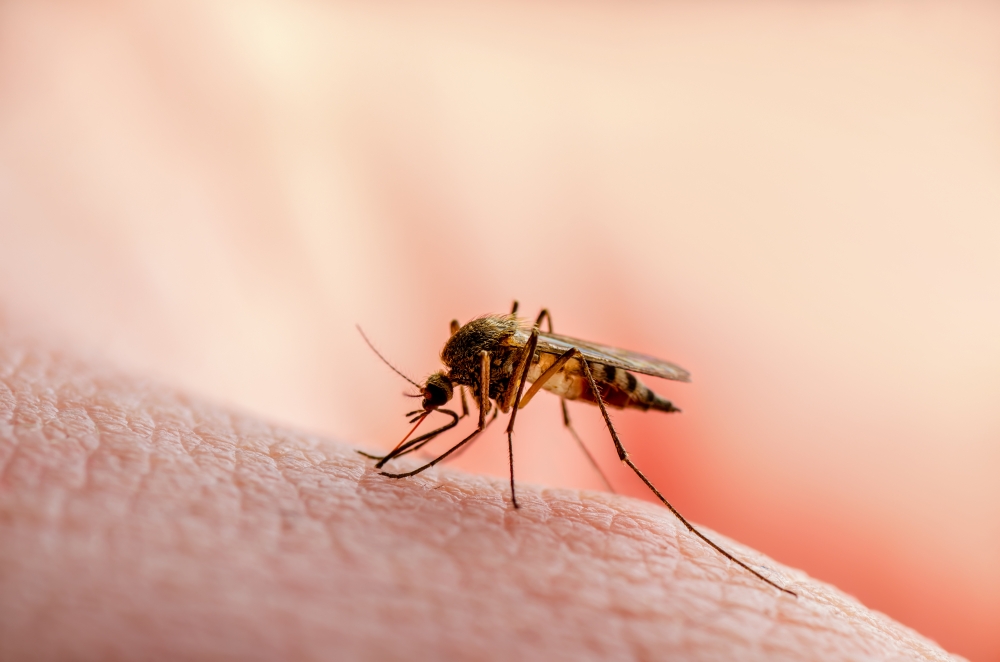 A macro close-up of a mosquito on someone's skin. 