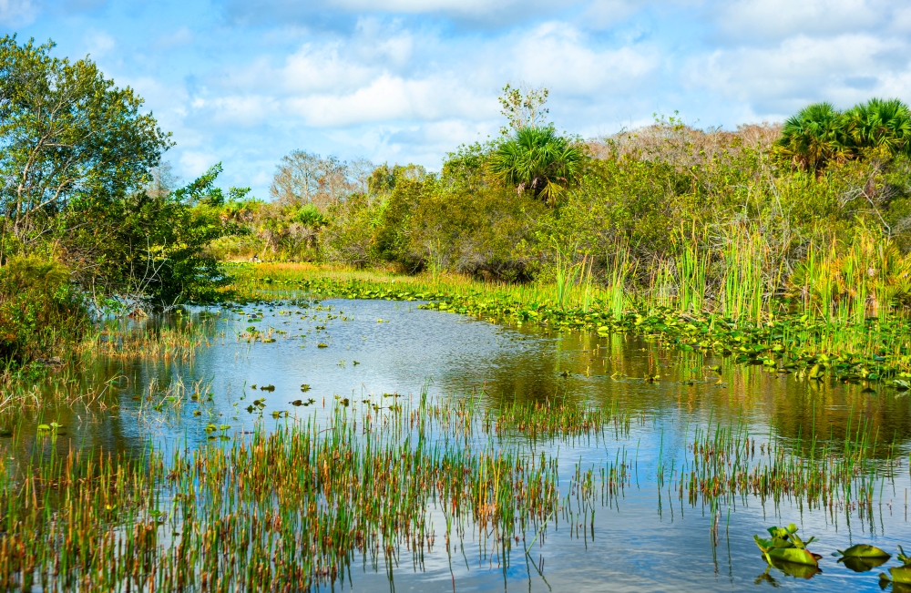 A winding marshy river surrounded by Florida brush and trees, an environment ripe for bug bites in Florida. 