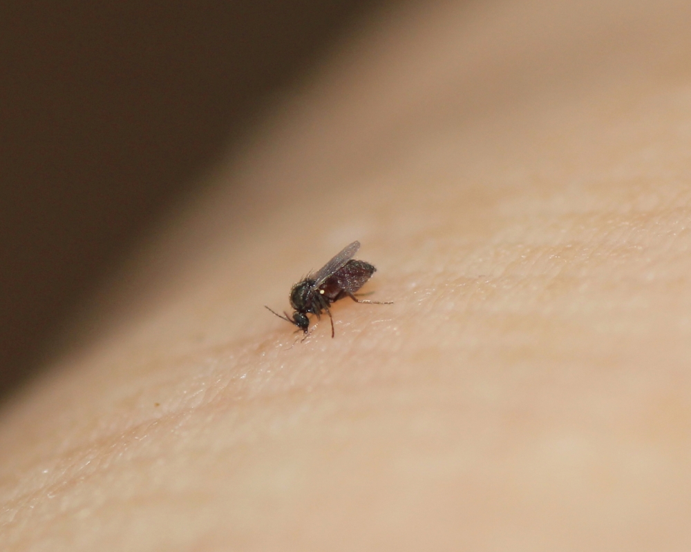 A macro close-up shot of a tiny fly called a no-see-um, or a biting midge. 