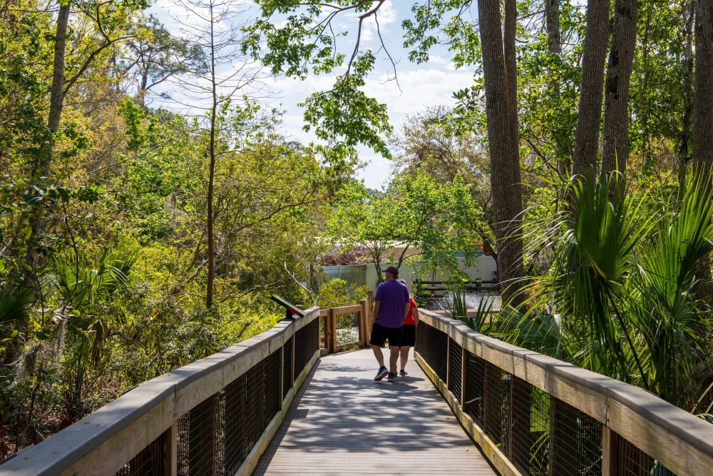 A wooden boardwalk through Florida marshland wit two people strolling down the path. 