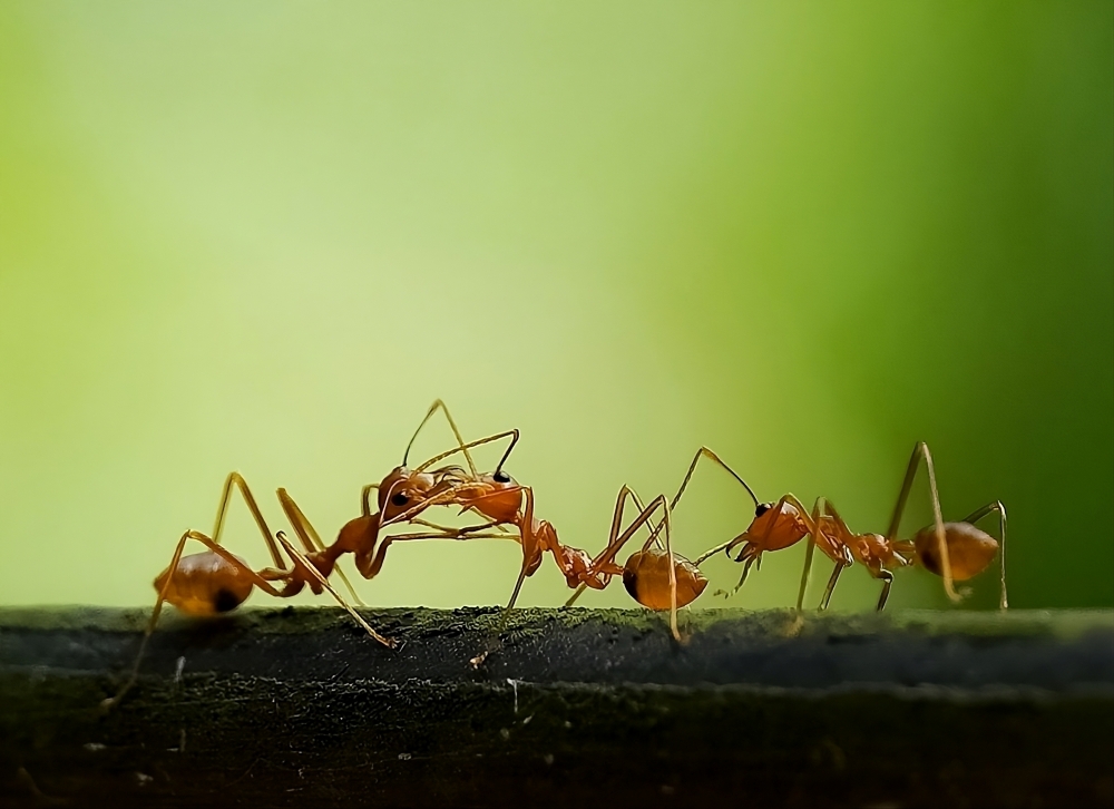 A macro close-up of fire ants against a green background. 