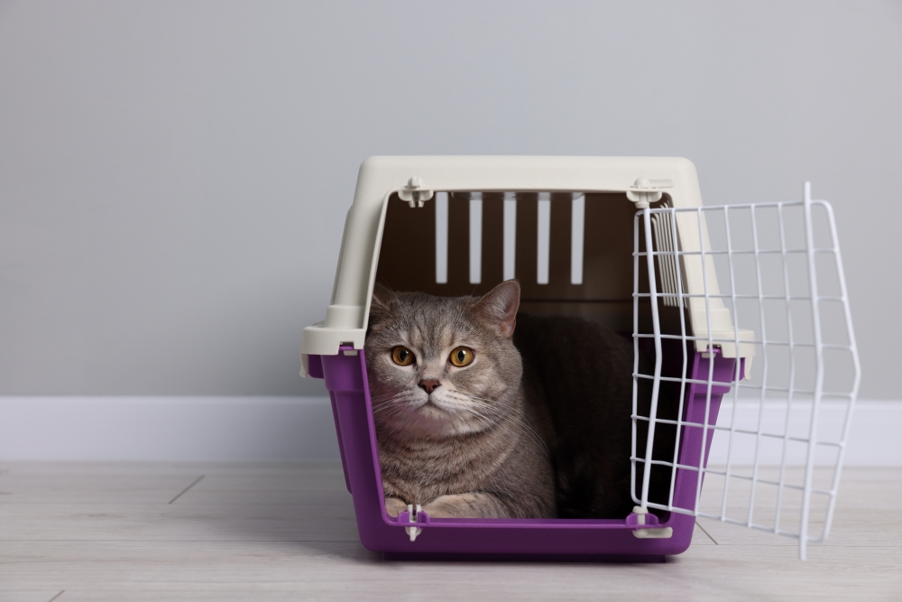 A gray cat lying down in a hard pet carrier with an open door, sitting on the floor.