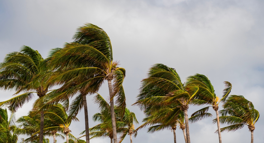 Palm trees against a cloudy sky, bending in the wind.